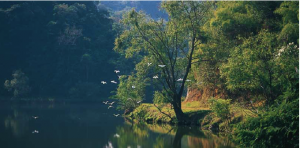 rio-colima-mexico